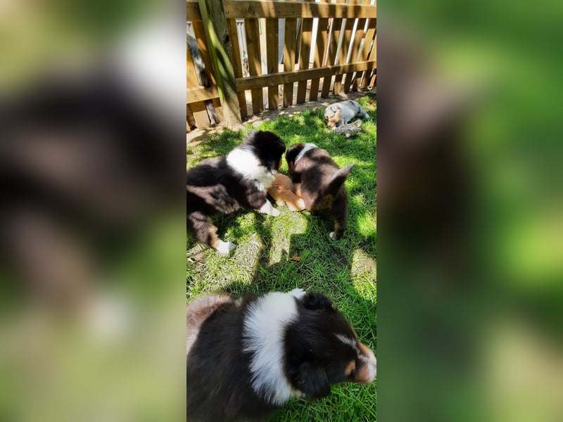 Typvolle Colliewelpen suchen liebevollen Familienanschluss