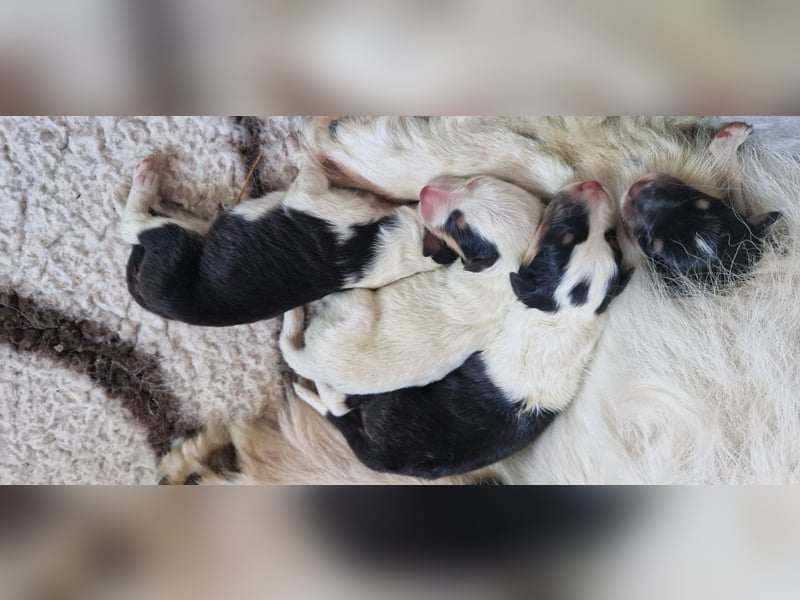 Reinr. Colliewelpen m. Ahnentafel sind geboren