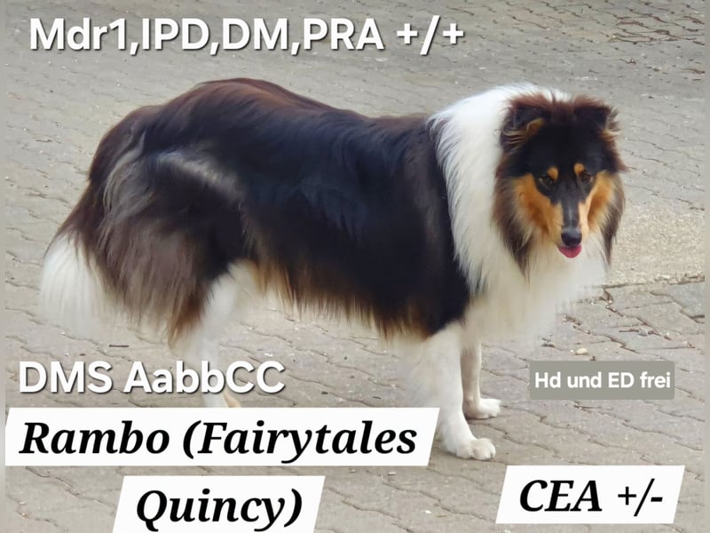 Reinr. Amerik. Colliewelpen in weiss tricolor und tricolor m.ahnentafel