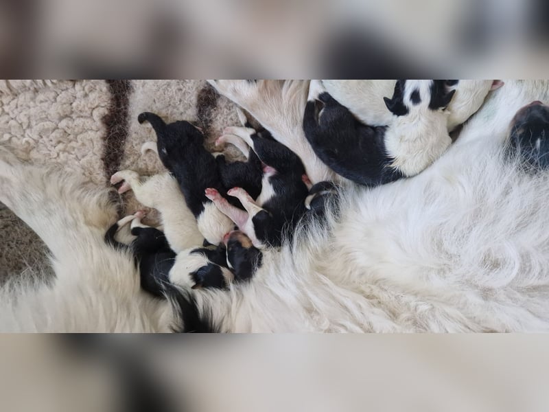 Reinr. Colliewelpen m. Ahnentafel sind geboren