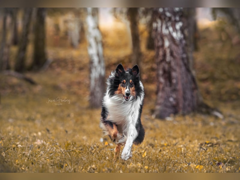 Collie Welpen Amerikanische- Altdeutsche - Linie