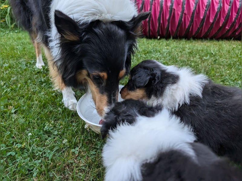 Collie Welpen Amerikanische- Altdeutsche - Linie