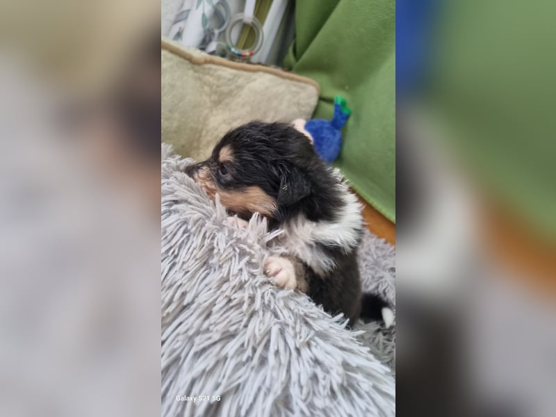 Collie