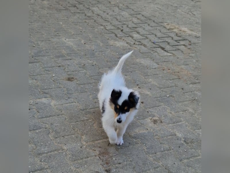 umzugsbereit, Reinr. Colliewelpen m. Ahnentafel zu verk.