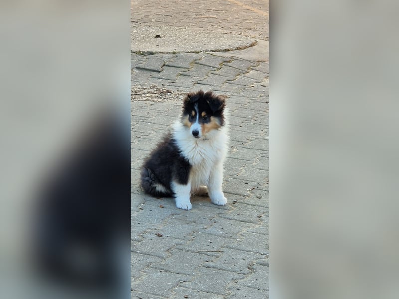 umzugsbereit, Reinr. Colliewelpen m. Ahnentafel zu verk.