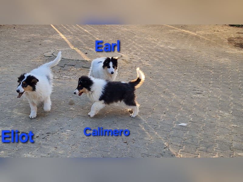 umzugsbereit, Reinr. Colliewelpen m. Ahnentafel zu verk.