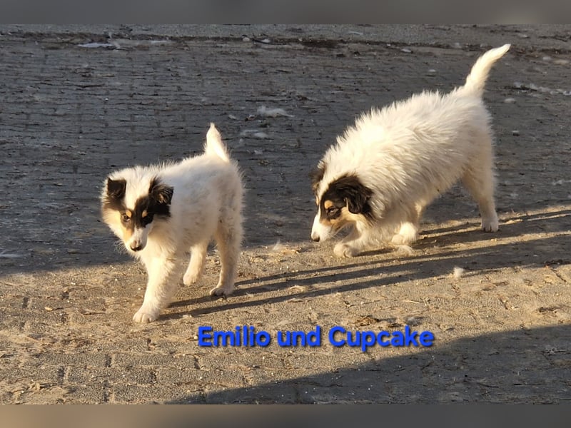 umzugsbereit, Reinr. Colliewelpen m. Ahnentafel zu verk.