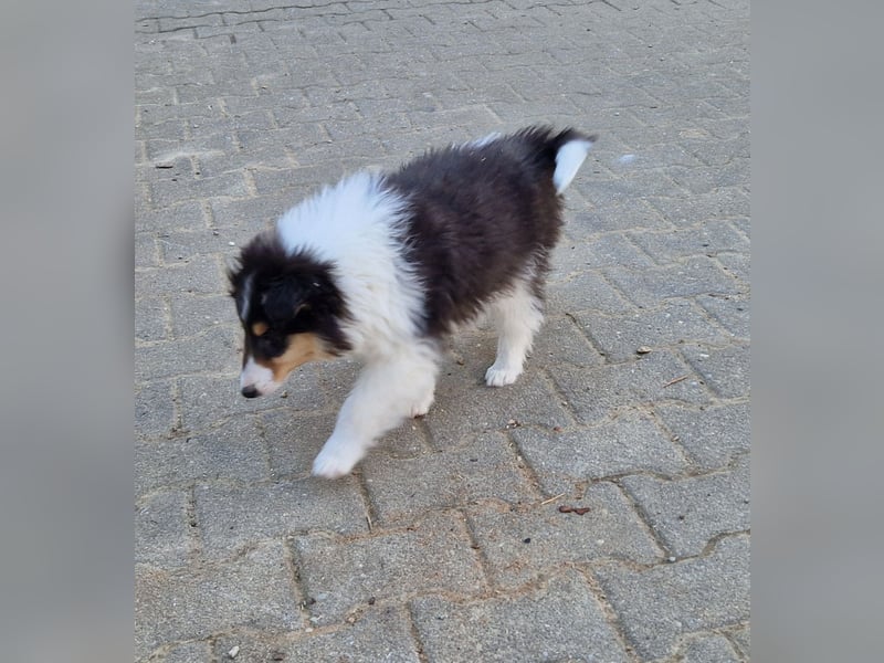 umzugsbereit, Reinr. Colliewelpen m. Ahnentafel zu verk.