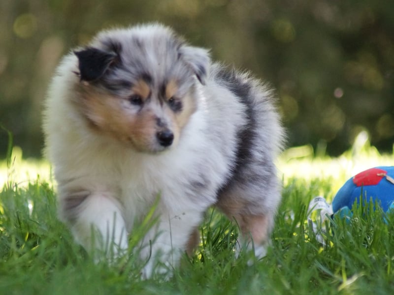 engl. Langhaar Colliewelpen aus VDH Zucht in blue und trico