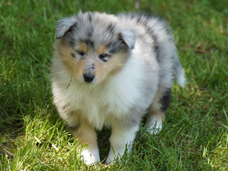 engl. Langhaar Colliewelpen aus VDH Zucht in blue und trico