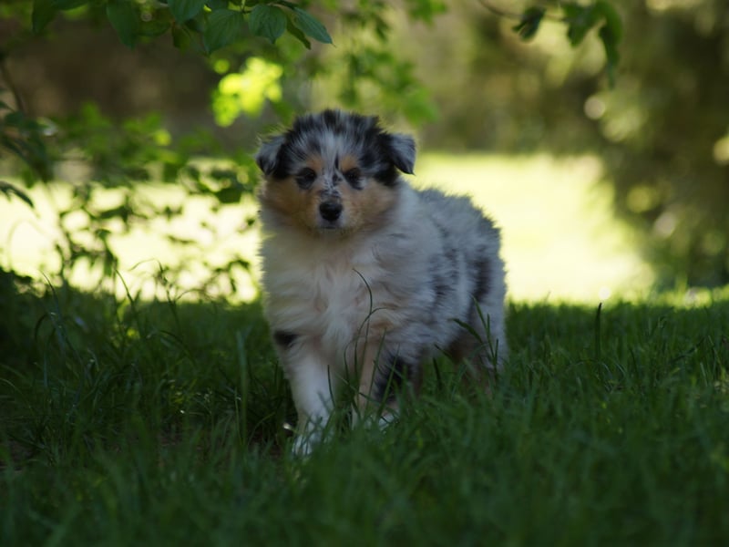 engl. Langhaar Colliewelpen aus VDH Zucht in blue und trico