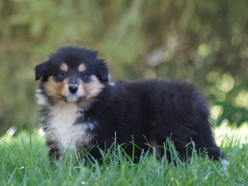 engl. Langhaar Colliewelpen aus VDH Zucht in blue und trico
