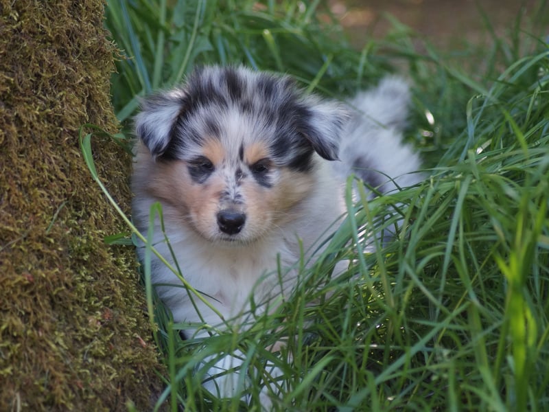 engl. Langhaar Colliewelpen aus VDH Zucht in blue und trico