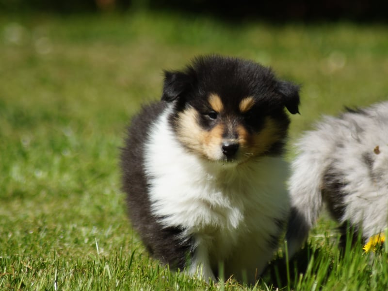 engl. Langhaar Colliewelpen aus VDH Zucht in blue und trico