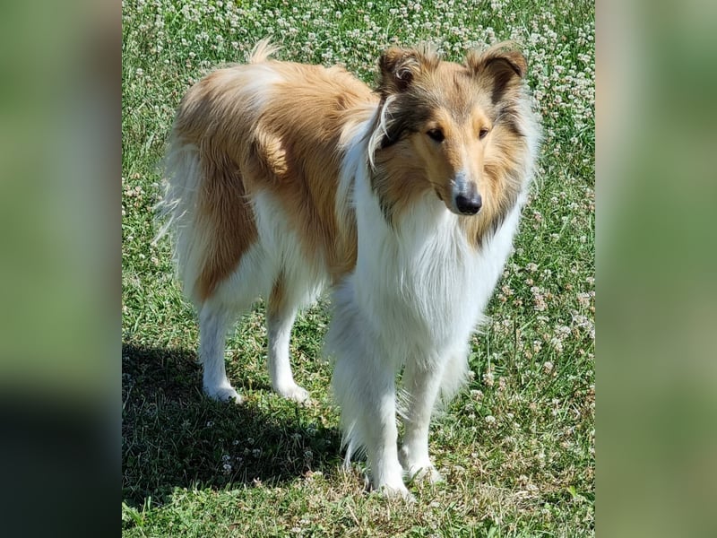 Collie Welpen