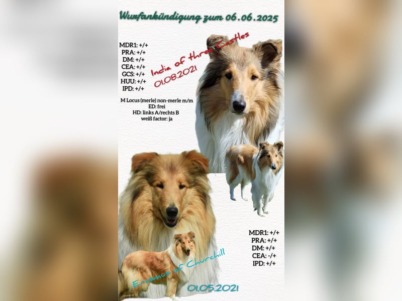 Collie Welpen