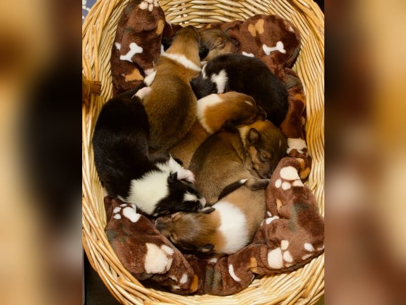 Wundervolle Collie-Welpen aus liebevoller VDH-Zucht suchen ein liebevolles Zuhause