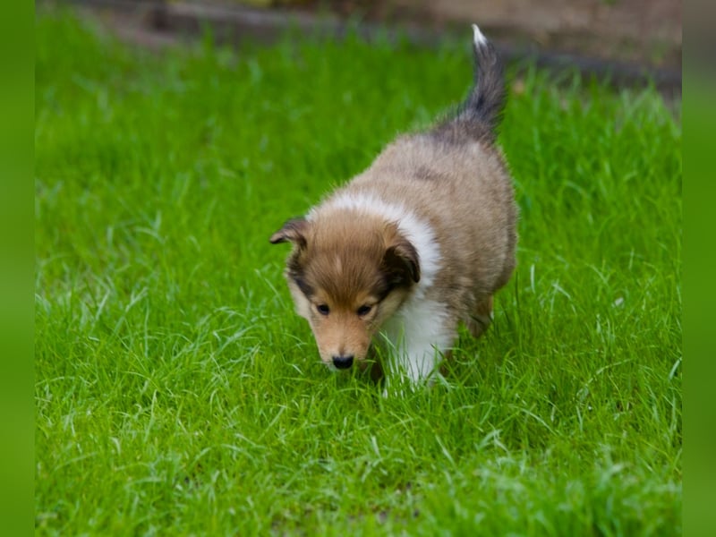 Wundervolle Collie-Welpen aus liebevoller VDH-Zucht suchen ein liebevolles Zuhause