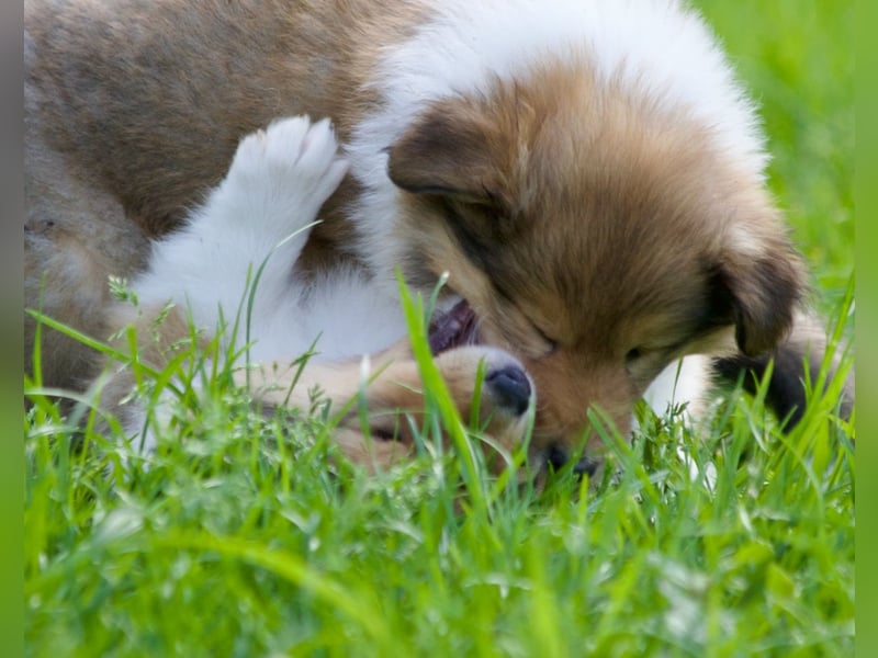 Wundervolle Collie-Welpen aus liebevoller VDH-Zucht suchen ein liebevolles Zuhause