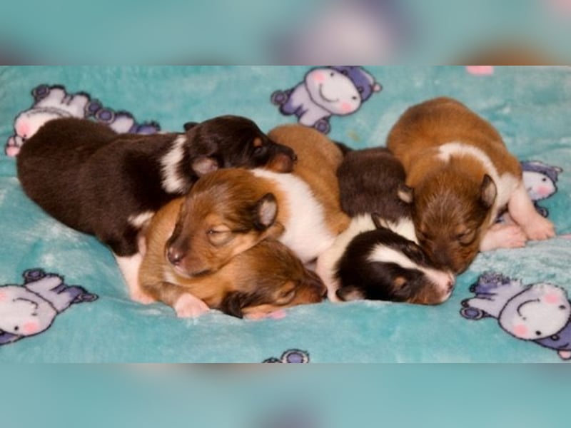 Wundervolle Collie-Welpen aus liebevoller VDH-Zucht suchen ein liebevolles Zuhause