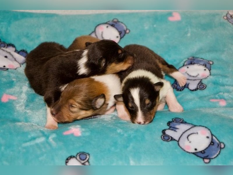 Wundervolle Collie-Welpen aus liebevoller VDH-Zucht suchen ein liebevolles Zuhause