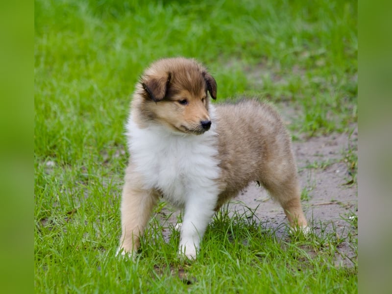 Wundervolle Collie-Welpen aus liebevoller VDH-Zucht suchen ein liebevolles Zuhause