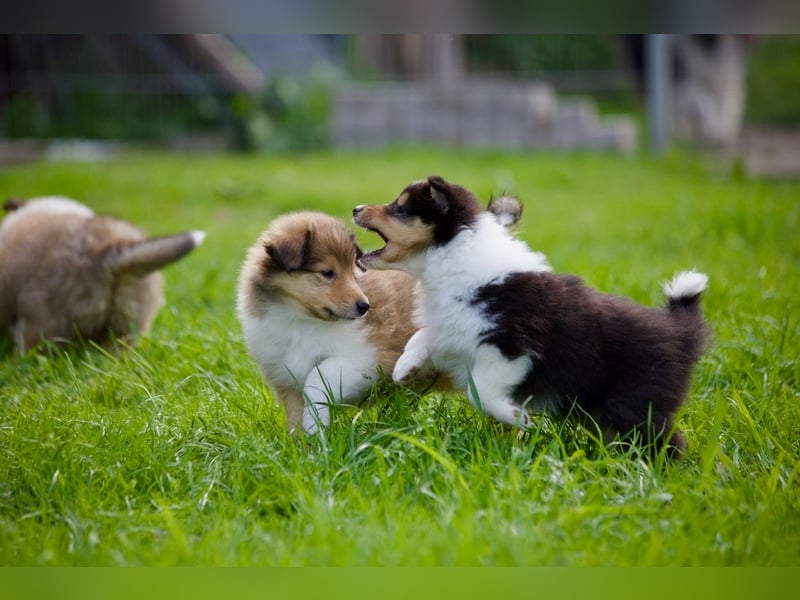 Wundervolle Collie-Welpen aus liebevoller VDH-Zucht suchen ein liebevolles Zuhause