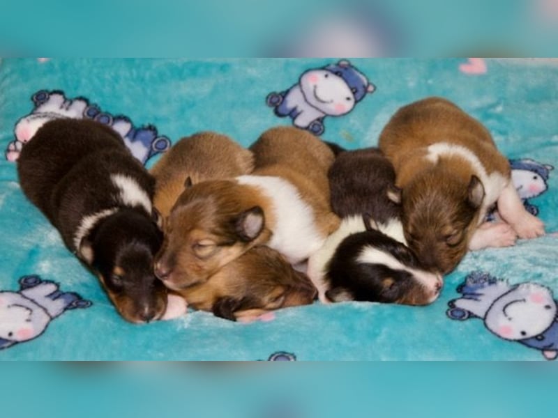 Wundervolle Collie-Welpen aus liebevoller VDH-Zucht suchen ein liebevolles Zuhause