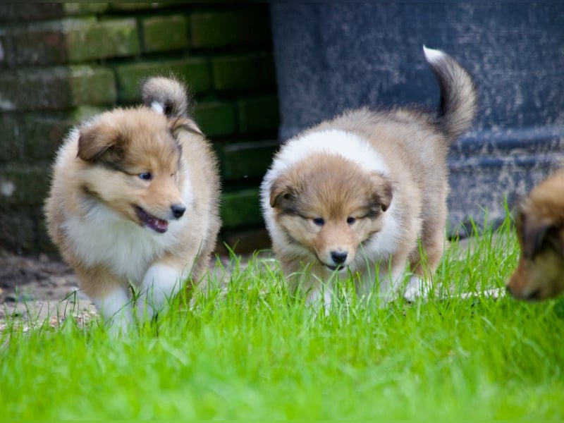 Wundervolle Collie-Welpen aus liebevoller VDH-Zucht suchen ein liebevolles Zuhause