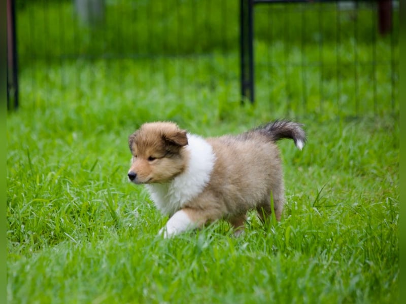 Wundervolle Collie-Welpen aus liebevoller VDH-Zucht suchen ein liebevolles Zuhause