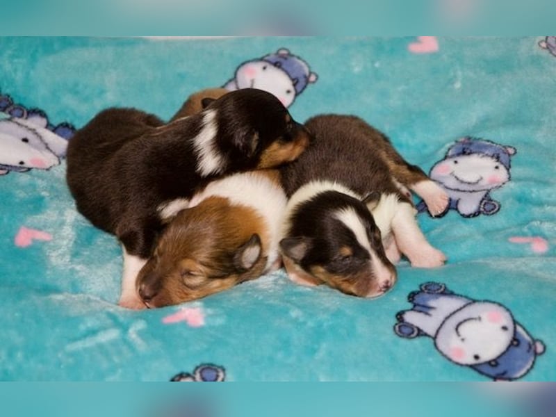 Wundervolle Collie-Welpen aus liebevoller VDH-Zucht suchen ein liebevolles Zuhause
