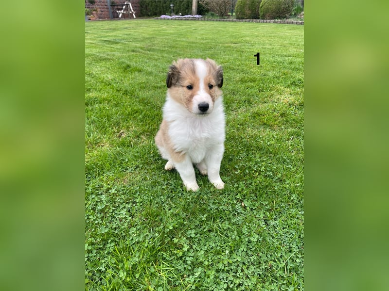 Colliewelpen suchen ein Zuhause!