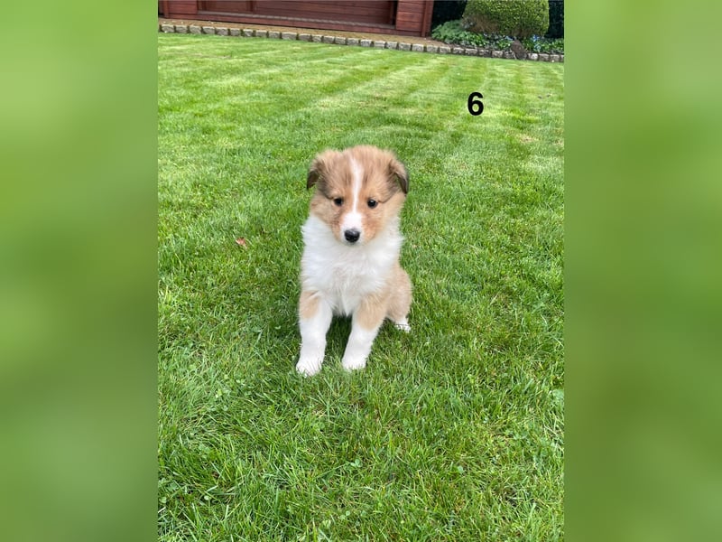 Colliewelpen suchen ein Zuhause!