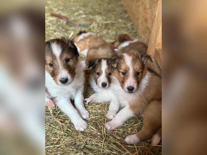 Colliewelpen suchen ein Zuhause!