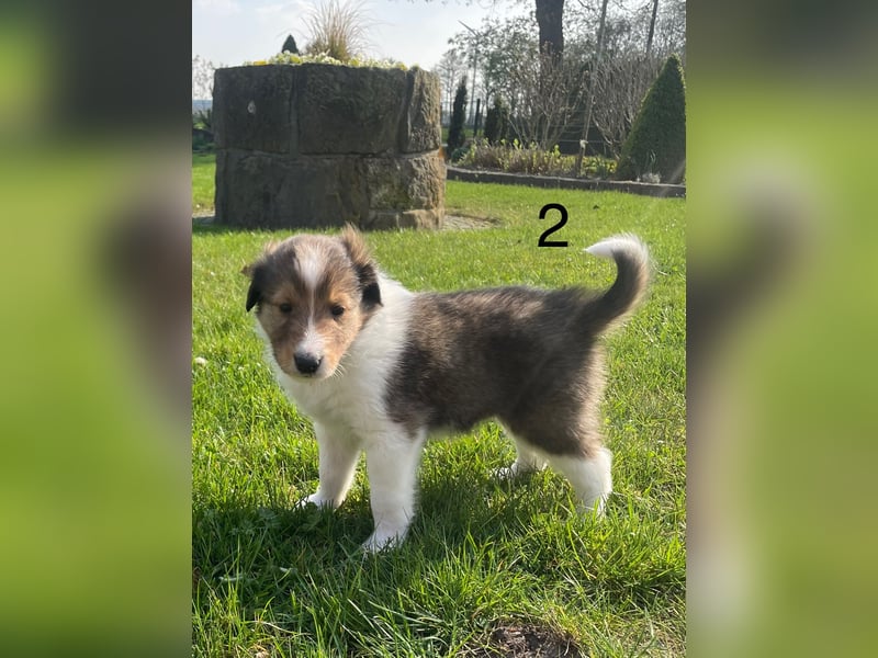 Colliewelpen suchen ein Zuhause!