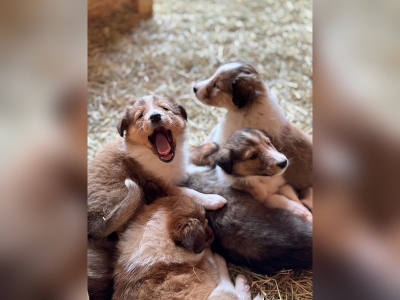 Colliewelpen suchen ein Zuhause!
