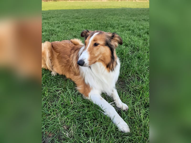 Colliewelpen suchen ein Zuhause!