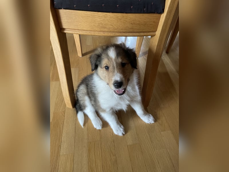 Colliewelpen suchen ein Zuhause!