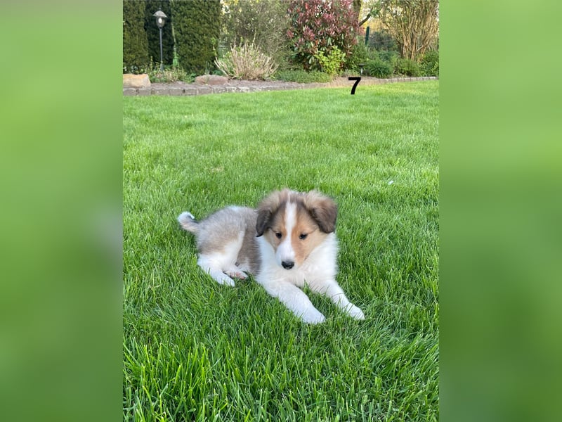 Colliewelpen suchen ein Zuhause!
