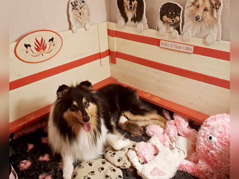 Wir erwarten Collie Welpen in sable und tricolour Anfang Juni - Begleiten Sie uns von Anfang an!
