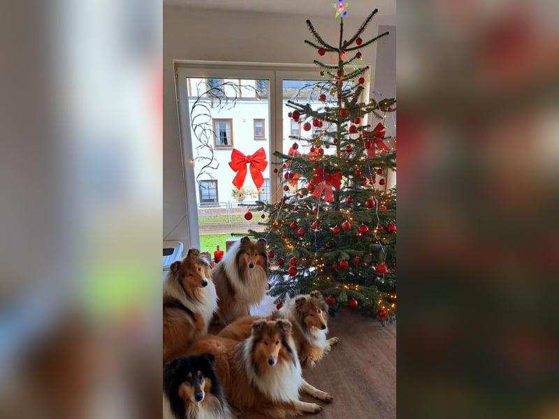 Wir erwarten Collie Welpen in sable und tricolour Anfang Juni - Begleiten Sie uns von Anfang an!