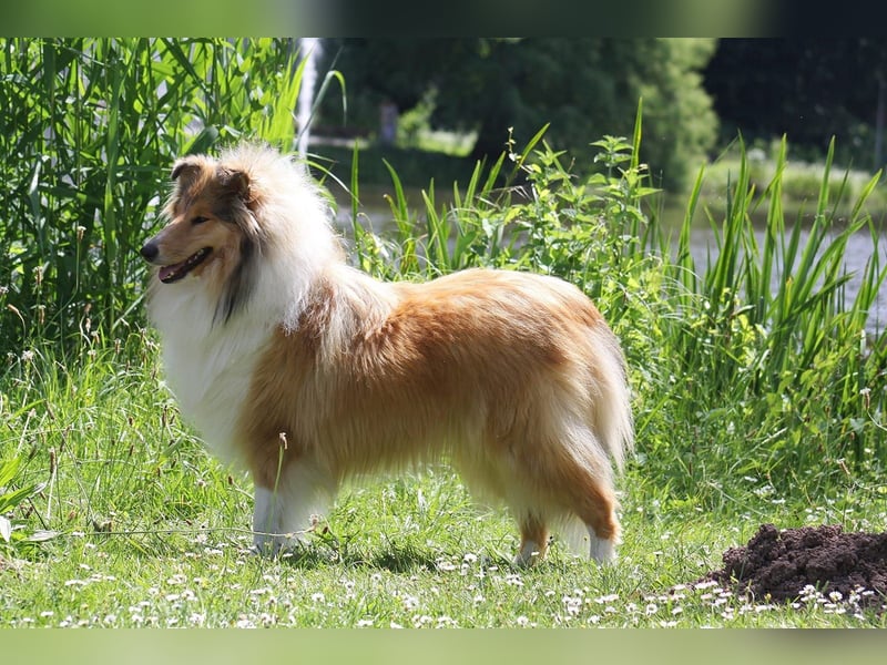 Wir erwarten Collie Welpen in sable und tricolour Anfang Juni - Begleiten Sie uns von Anfang an!