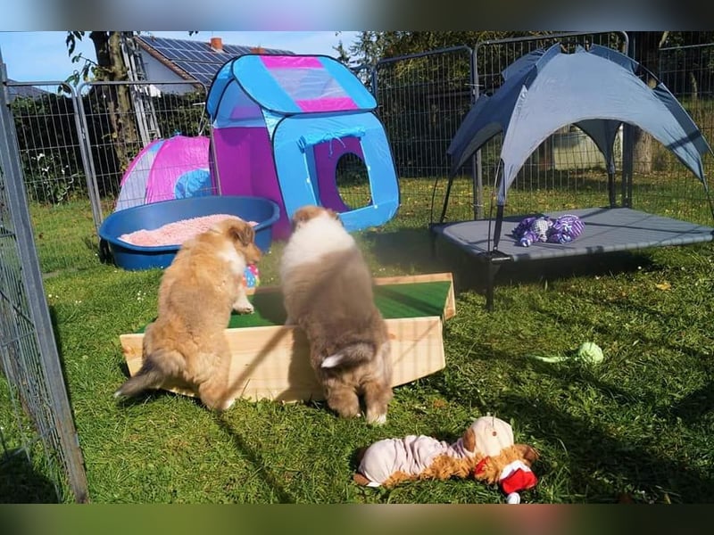 Wir erwarten Collie Welpen in sable und tricolour Anfang Juni - Begleiten Sie uns von Anfang an!