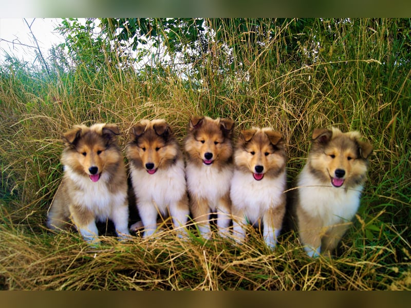 Wir erwarten Collie Welpen in sable und tricolour Anfang Juni - Begleiten Sie uns von Anfang an!