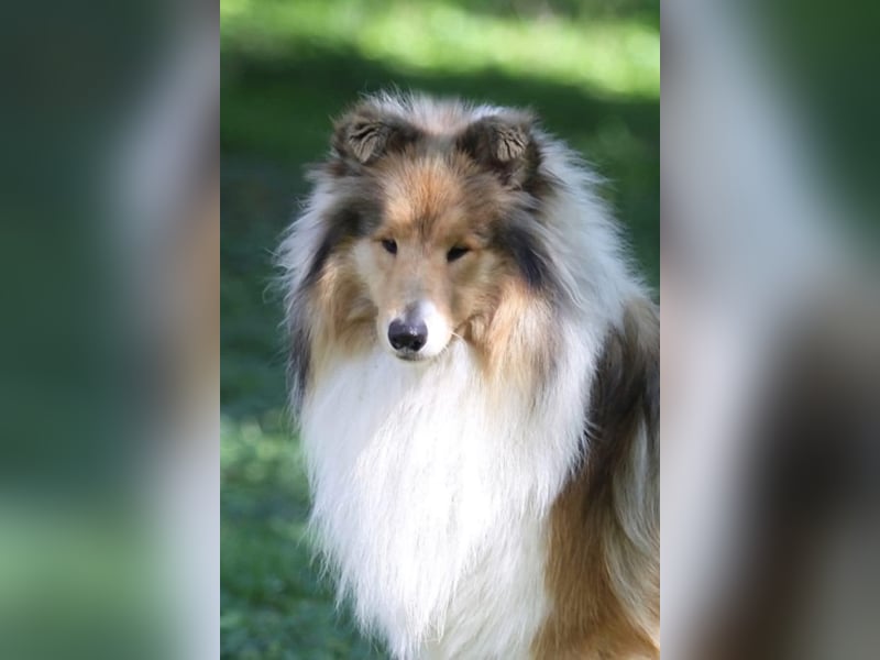 Wir erwarten Collie Welpen in sable und tricolour Anfang Juni - Begleiten Sie uns von Anfang an!