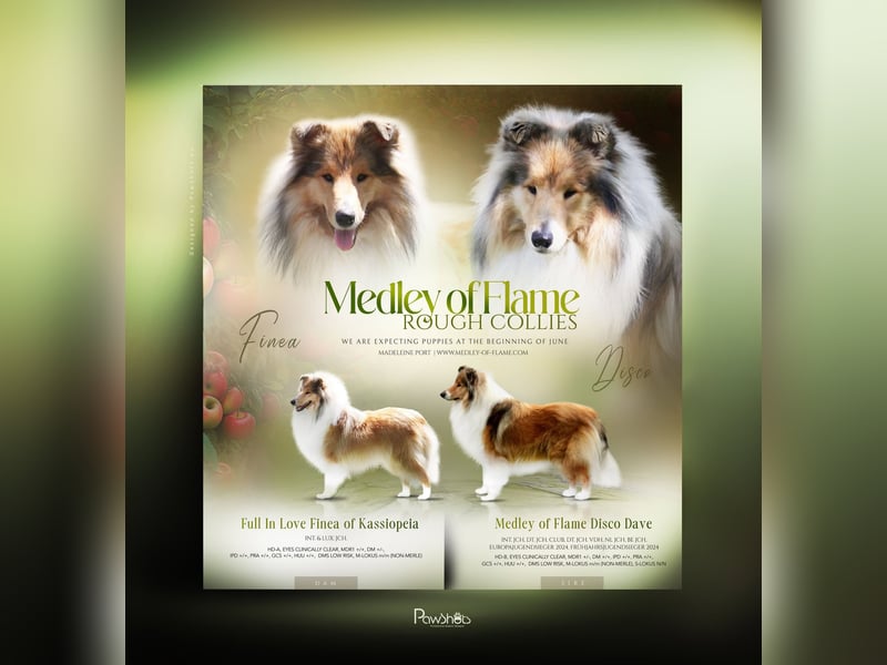 1 unserer 9 Collie Welpen in sable u. tricolor (*02.06.25) sucht noch - Begleiten Sie uns ab jetzt!