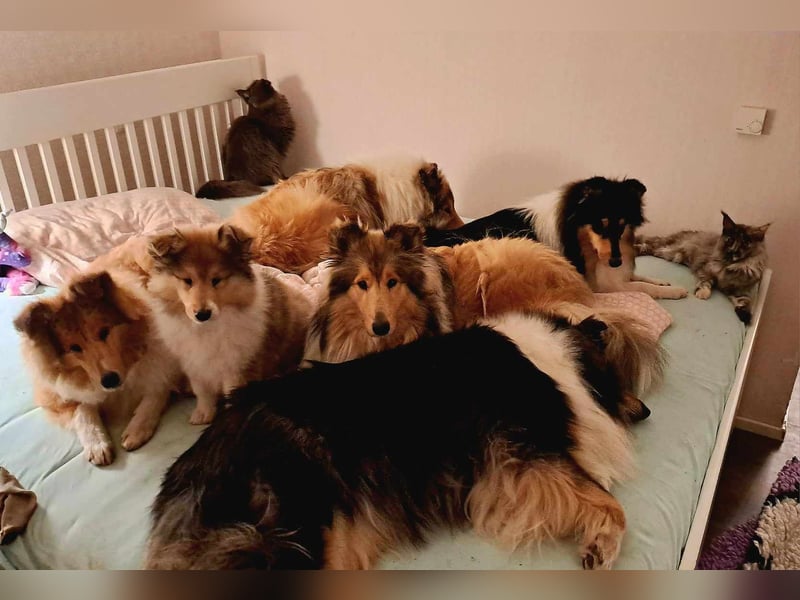 Wir erwarten Collie Welpen in sable und tricolour Anfang Juni - Begleiten Sie uns von Anfang an!