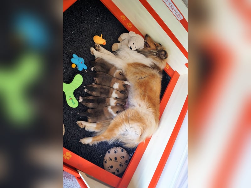 Wir erwarten Collie Welpen in sable und tricolour Anfang Juni - Begleiten Sie uns von Anfang an!