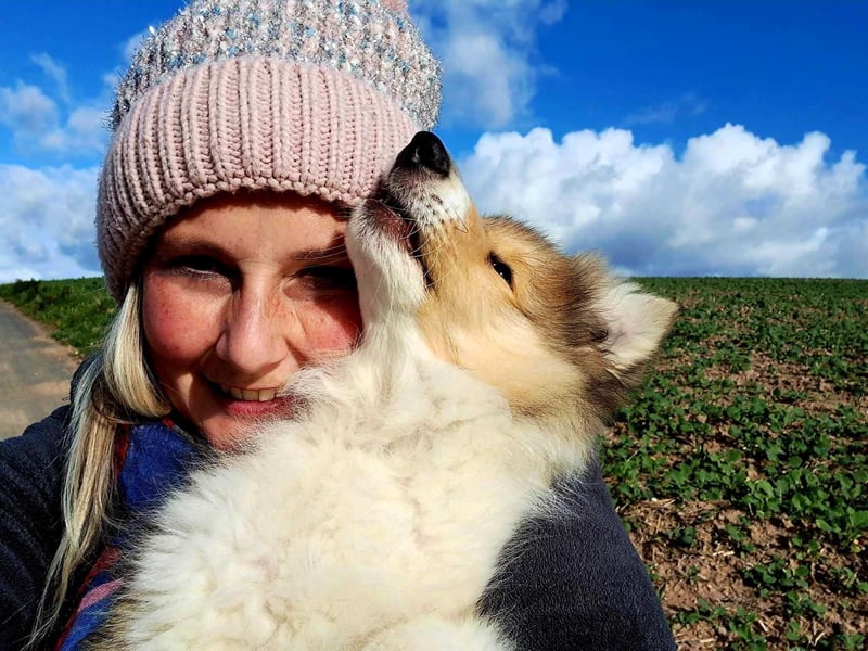 Wir erwarten Collie Welpen in sable und tricolour Anfang Juni - Begleiten Sie uns von Anfang an!