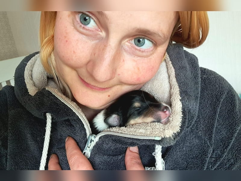 1 unserer 9 Collie Welpen in sable u. tricolor (*02.06.25) sucht noch - Begleiten Sie uns ab jetzt!